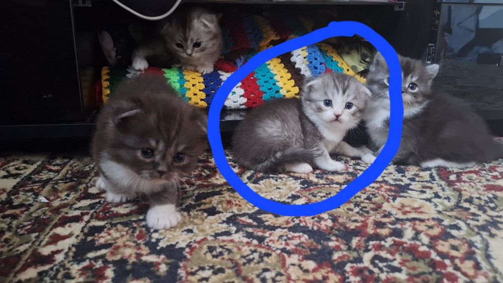 Продаётся котятик от правильный вязки