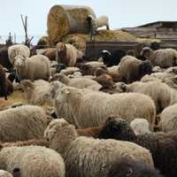 Продам баранов,овец с ягнятами, молодняк от 35. Кг живого веса.