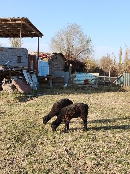 Екі тоқты сатылады