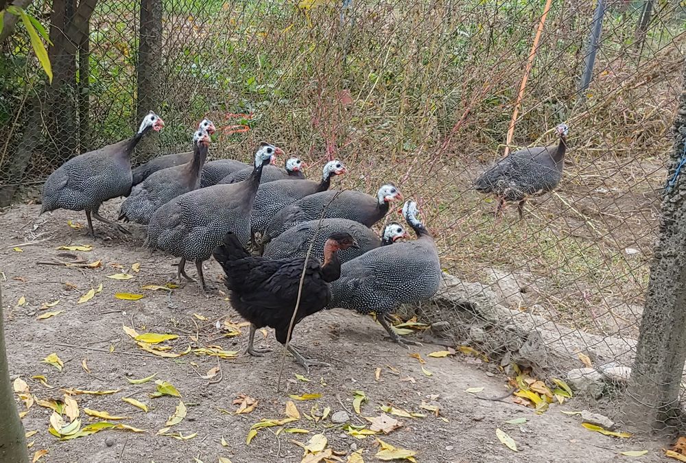 Bibilici pirchite de carne