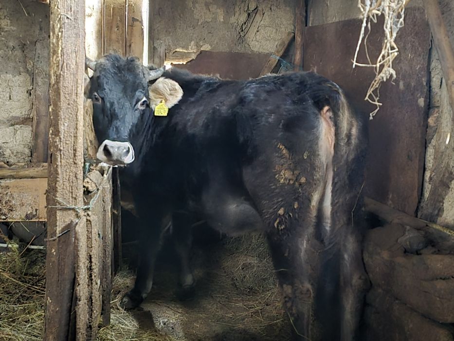 Продажба на Разплоден Бик и Женски Телета!