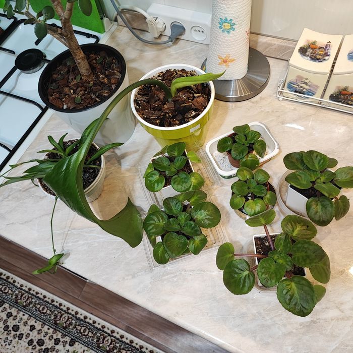 Продам комнатные цветы