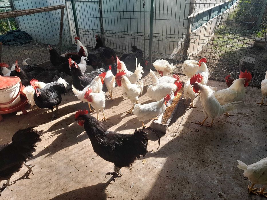Vand cocosi leghorn si australorp 2025