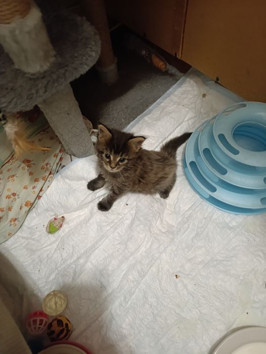 Продам Мейн-кун девочки