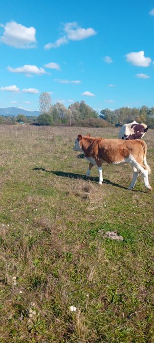 Vând viței 6 și 2 tăurași !