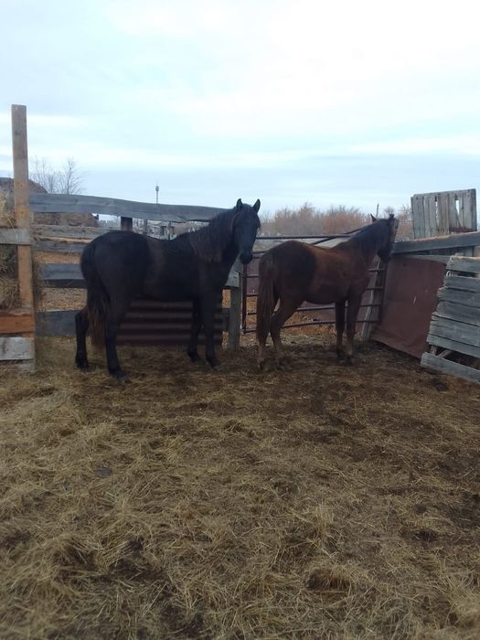 Продам двух жеребчиков