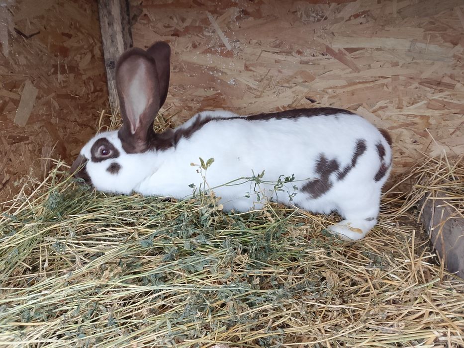 Vând femelă fluture german pe havana