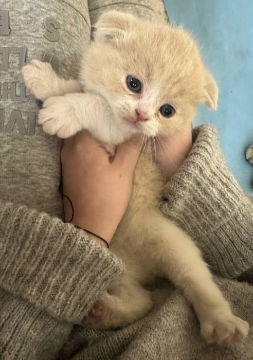 Продаются котята срочно цену обсудим звоните