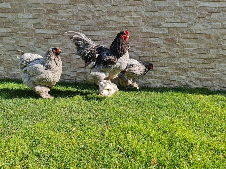 Puișori BRAHMA pe 17 culori. TRIMIT IN TARA!