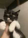 Adoptie: 4 Pisoi Alb cu Negru