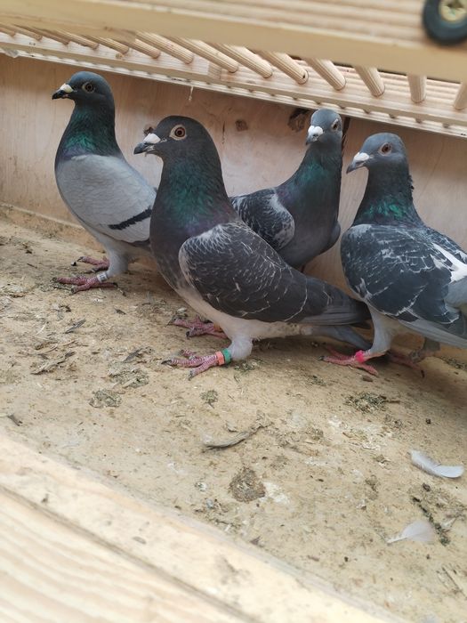 Vând porumbei voiajori