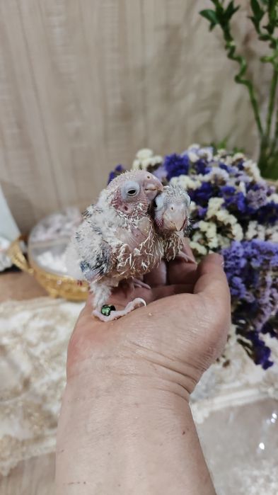 Продаются птенцы Ананасовой Пирруры.