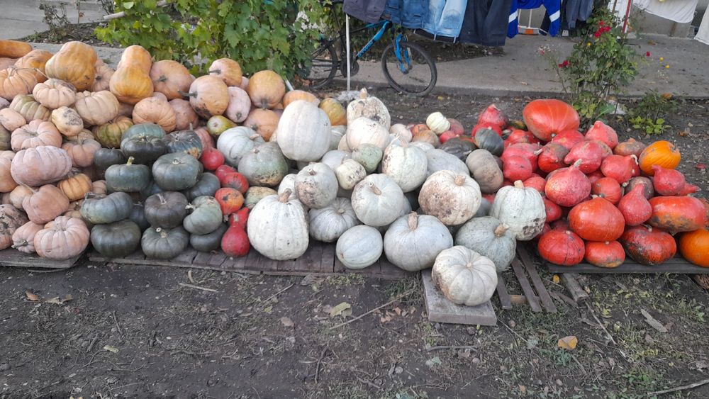 Dovleci Placintari Dovleci Turcesti si Dovleci de gatit supa si piure