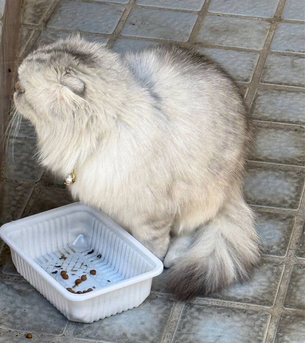 Скотиш фолд. Вислоухая