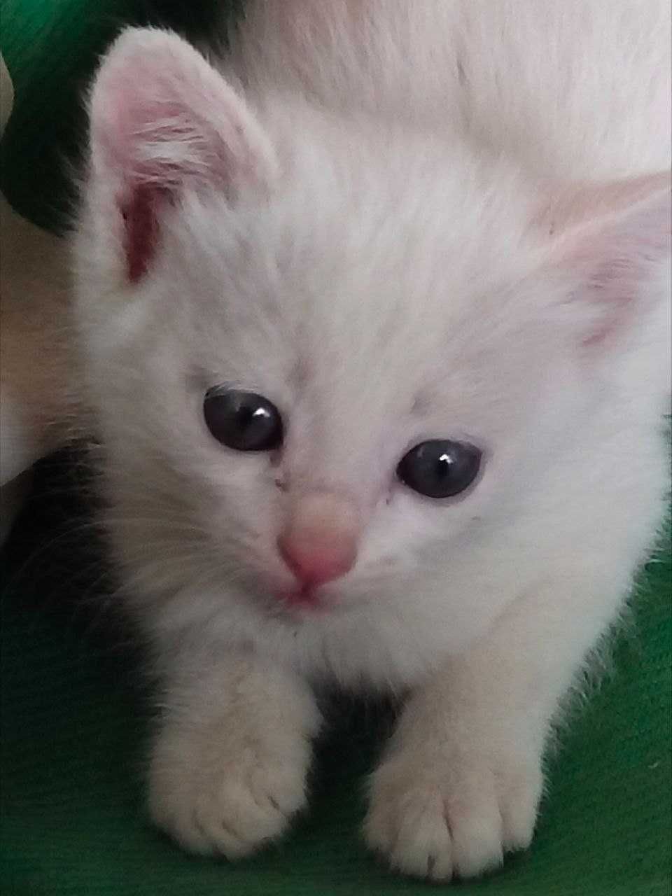 Три котенка. Белые кошки. Красивые Котята