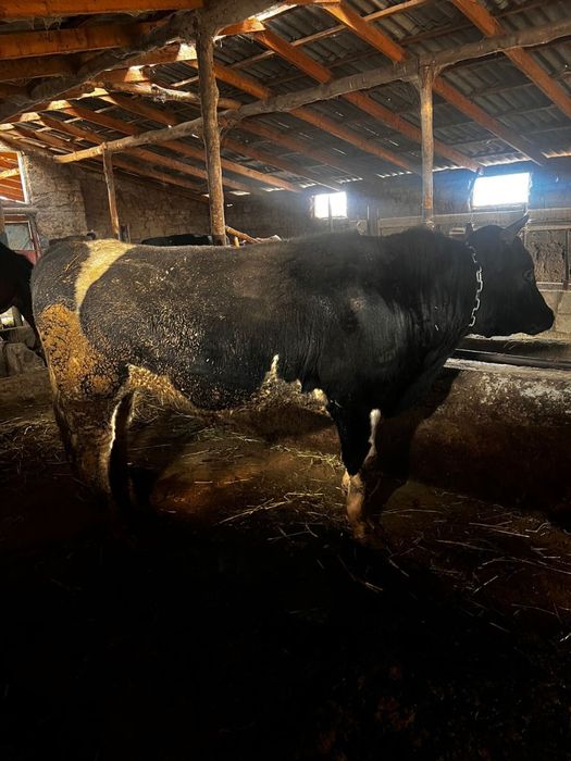 Бычоктар сатылады семіз