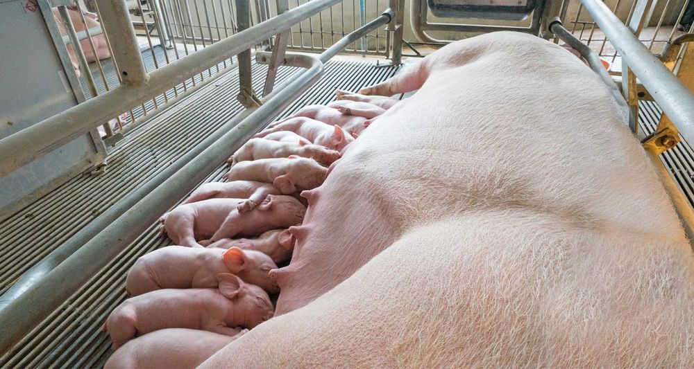 Ferma porci reproductie