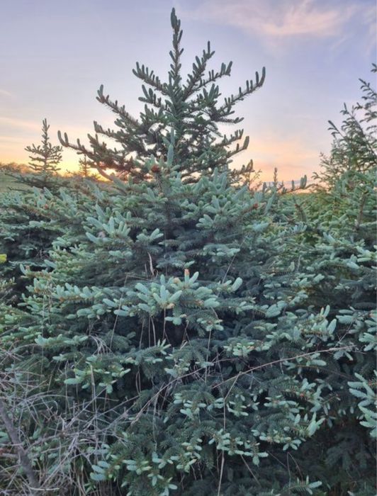 Brazi verzi si arginti la cele mai bune preturi !