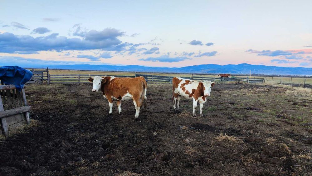 De vânzare 22 vaci bălțate roșii și un taur – în Borzont!