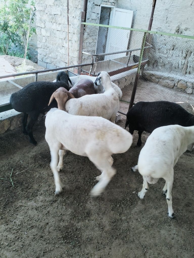 Qochqorla sotiladi soglom manzil kogon