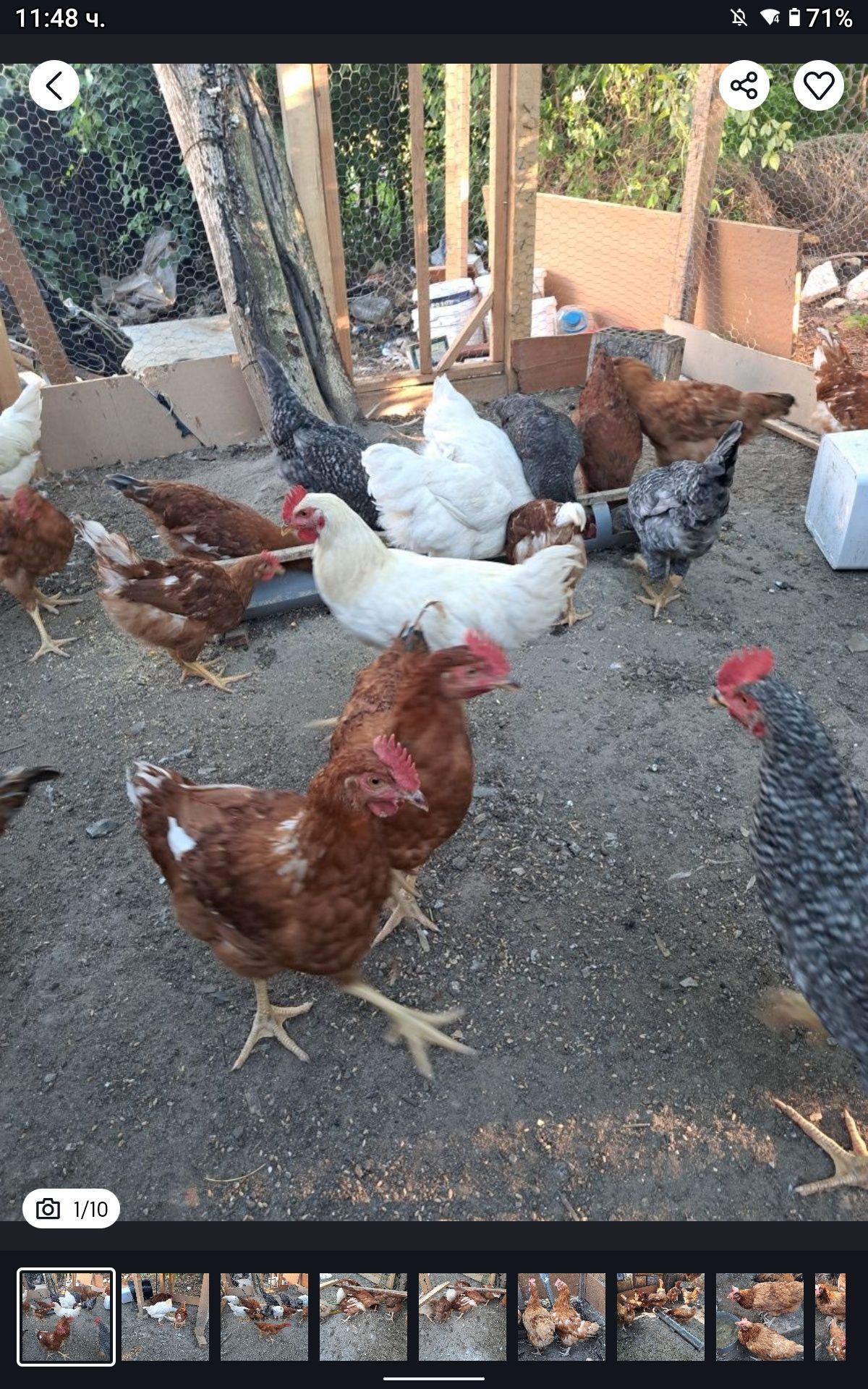 Птици - продавам 20 бр. кокошки и петли