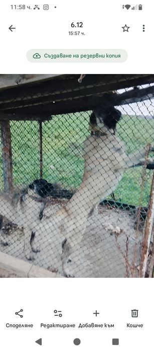 Кангал чистокръвен