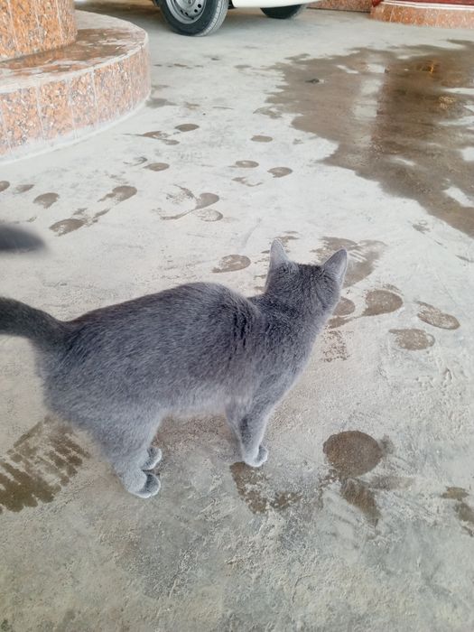 Toza uy mushugi sotiladi