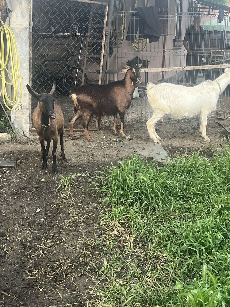 Capre de vanzare bune de lapte