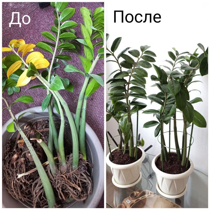 Консультация флориста с выездом