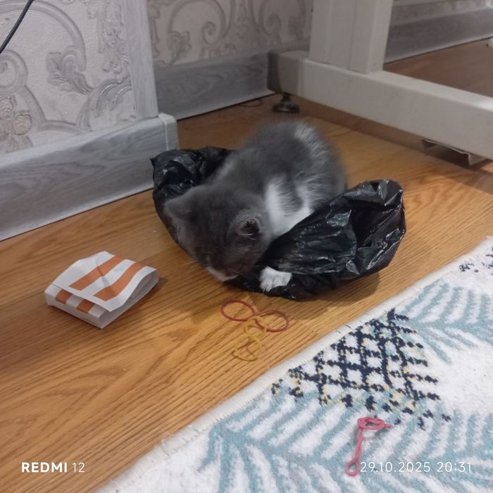 Продоётся кот 2 месяцев бонусом идёт лоток,когтеточка, игрушкаи всякое