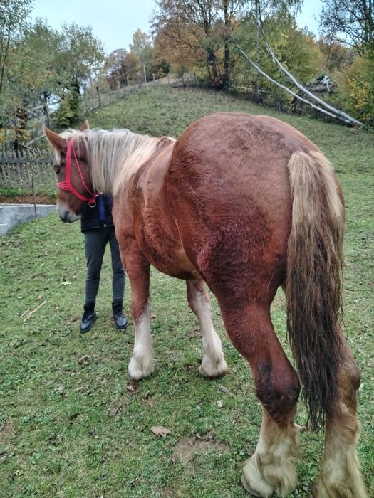 Vând mânză de un an și patru luni