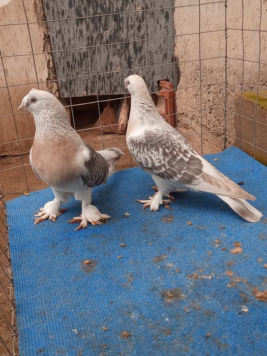 Мардини млади от тази година