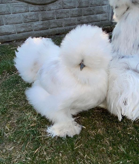 Шолк ок хуроз сотилади