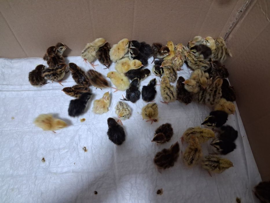Pui de prepeliță 60 puișori
