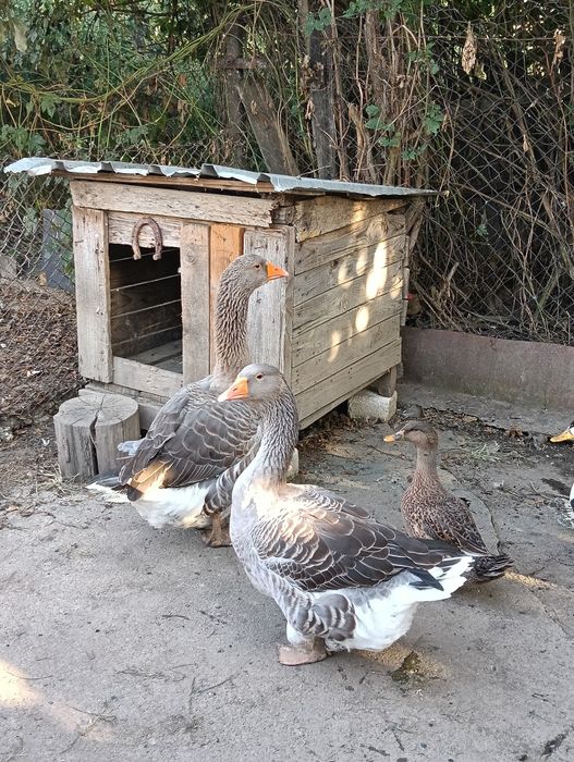 Gâște leșești pereche