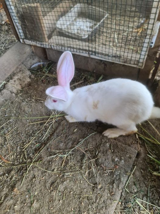 Iepuri hicole 6 luni