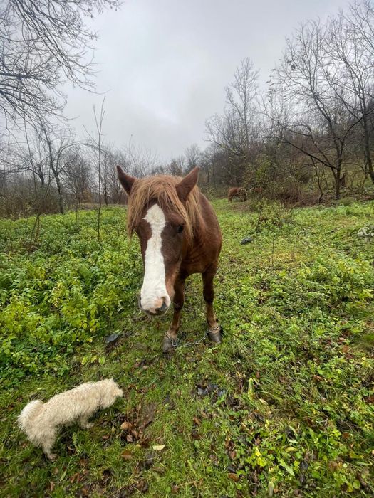 Manza de vnzare de 3 ani