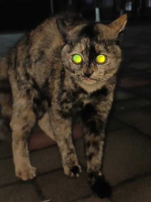 Котенок-девочка в поисках любящих хозяев