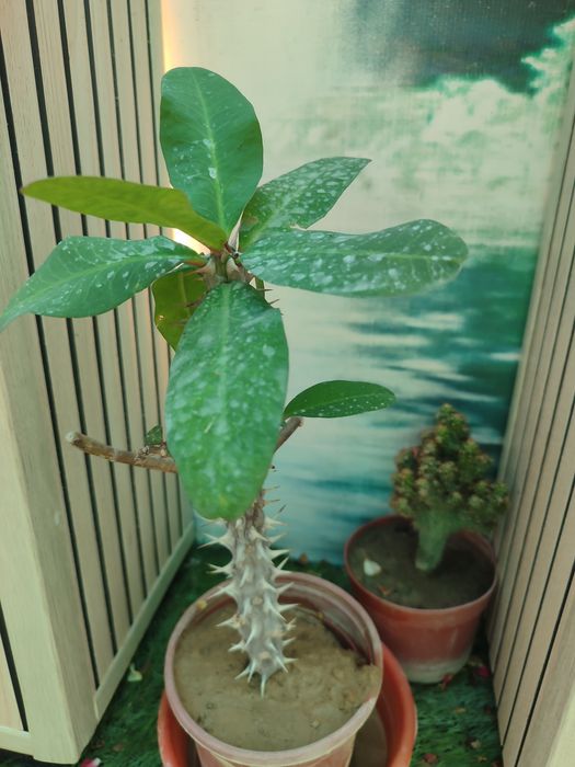 Срочно продам цветы