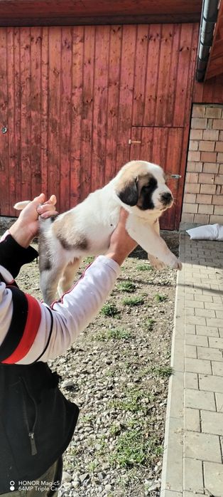 Vand pui ciobănești de asia centrala