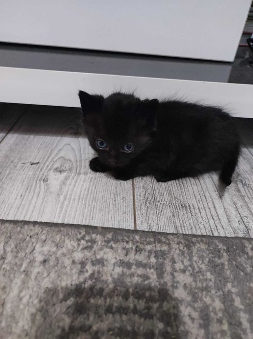 Donez trei puiuti de pisica sanatosi si frumosi