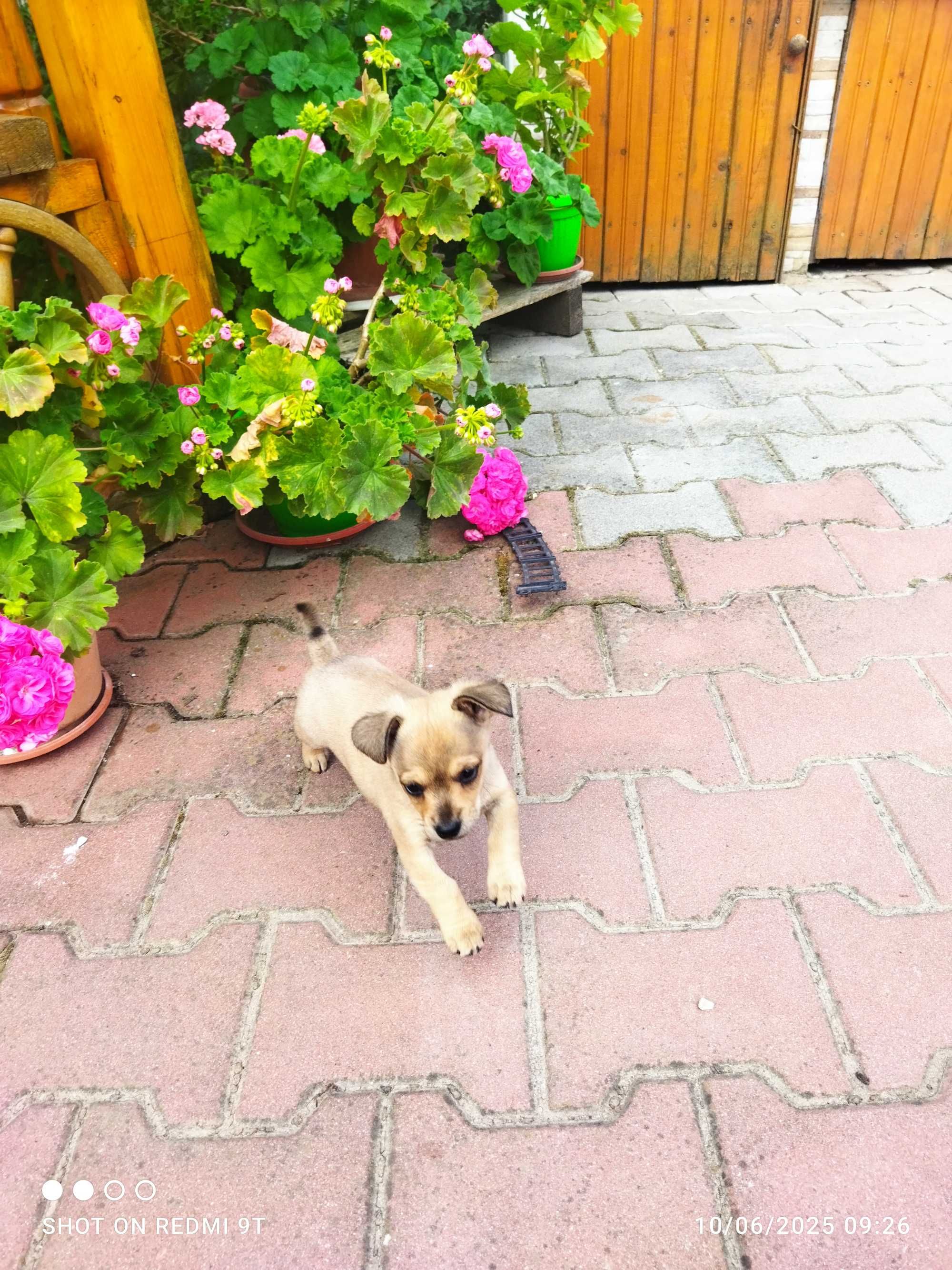 Пясъчен Пинчер Мъжки