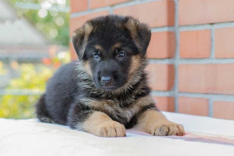 Продам немецких овчарок