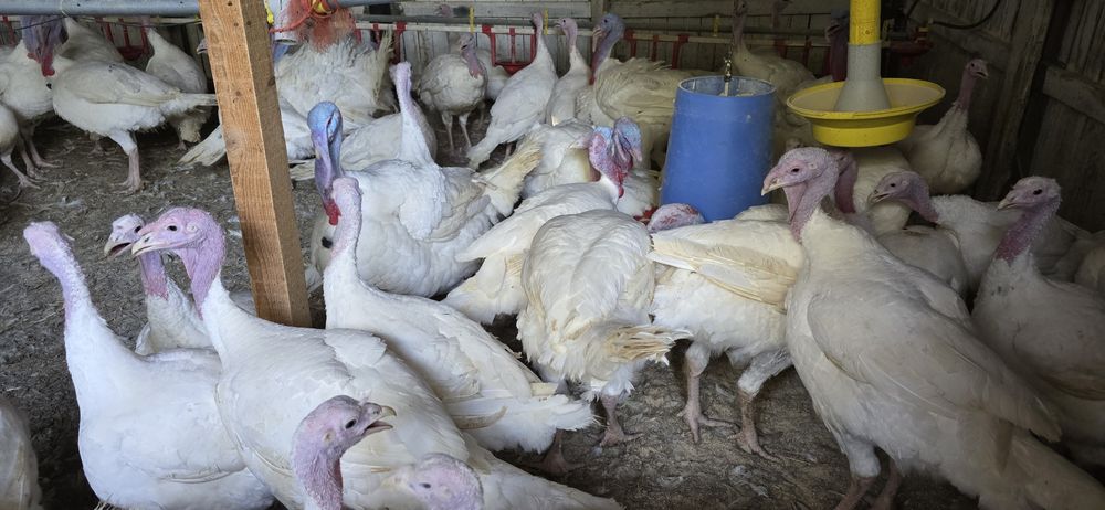Vând curci/curcani la prețul de 30 lei/kg în viu și 35 lei / kg carcas