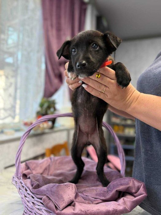 Щеночки в добрые руки породистые