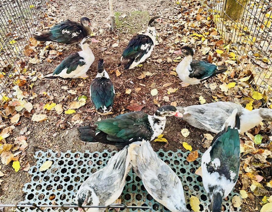 Vand rate mute (lesesti)