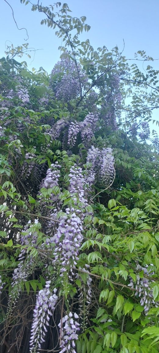 Glicina în ghiveci - wisteria mov