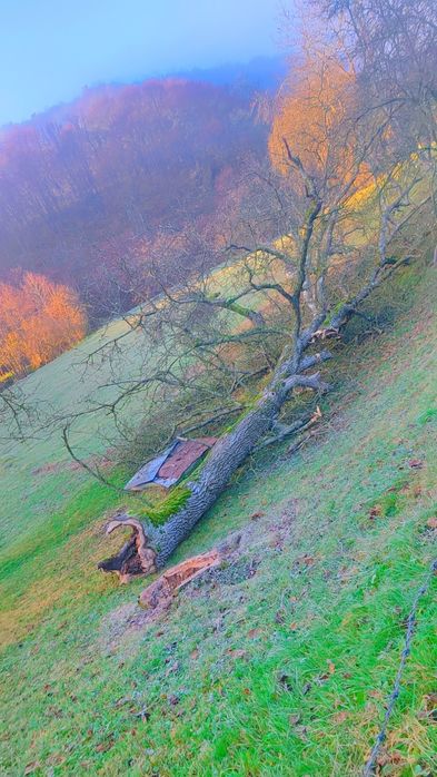 Nuc de vânzare făcut butuci