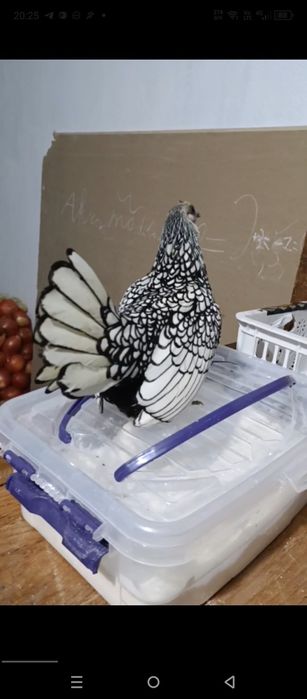 Себрайт серебро  зотли товук тухумлари сотилади