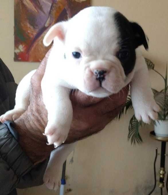 Френски булдог/малки кученца